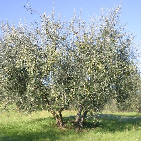 I Gelsi Casa de hóspedes Figline Valdarno Exterior foto