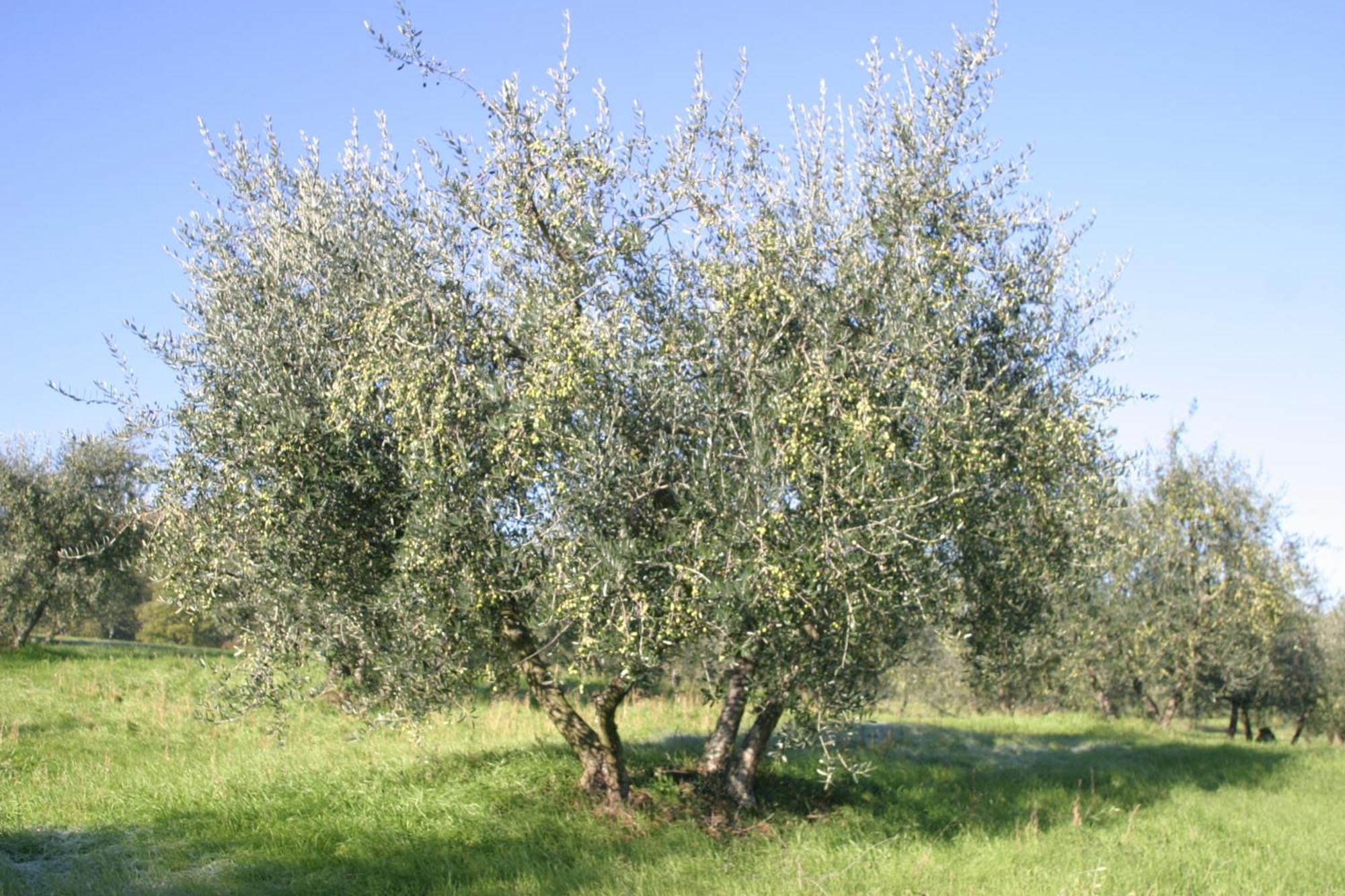 I Gelsi Casa de hóspedes Figline Valdarno Exterior foto